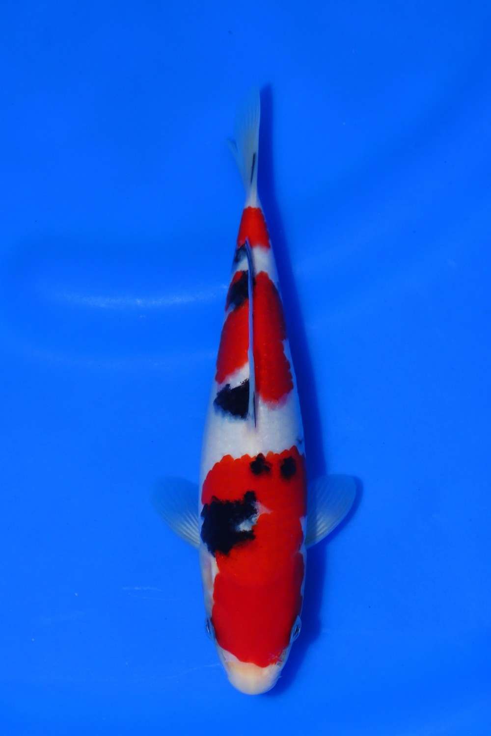 Juara 1