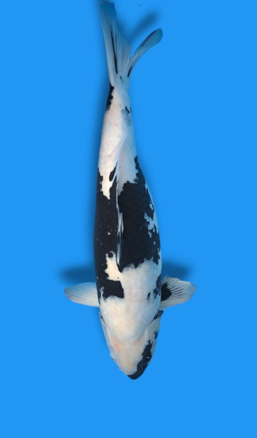 Juara 1