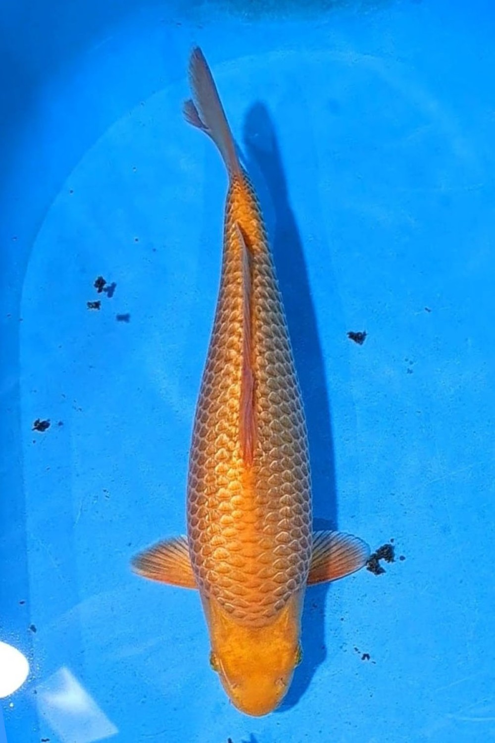 E. Kamboja Prize 36 - 40 cm