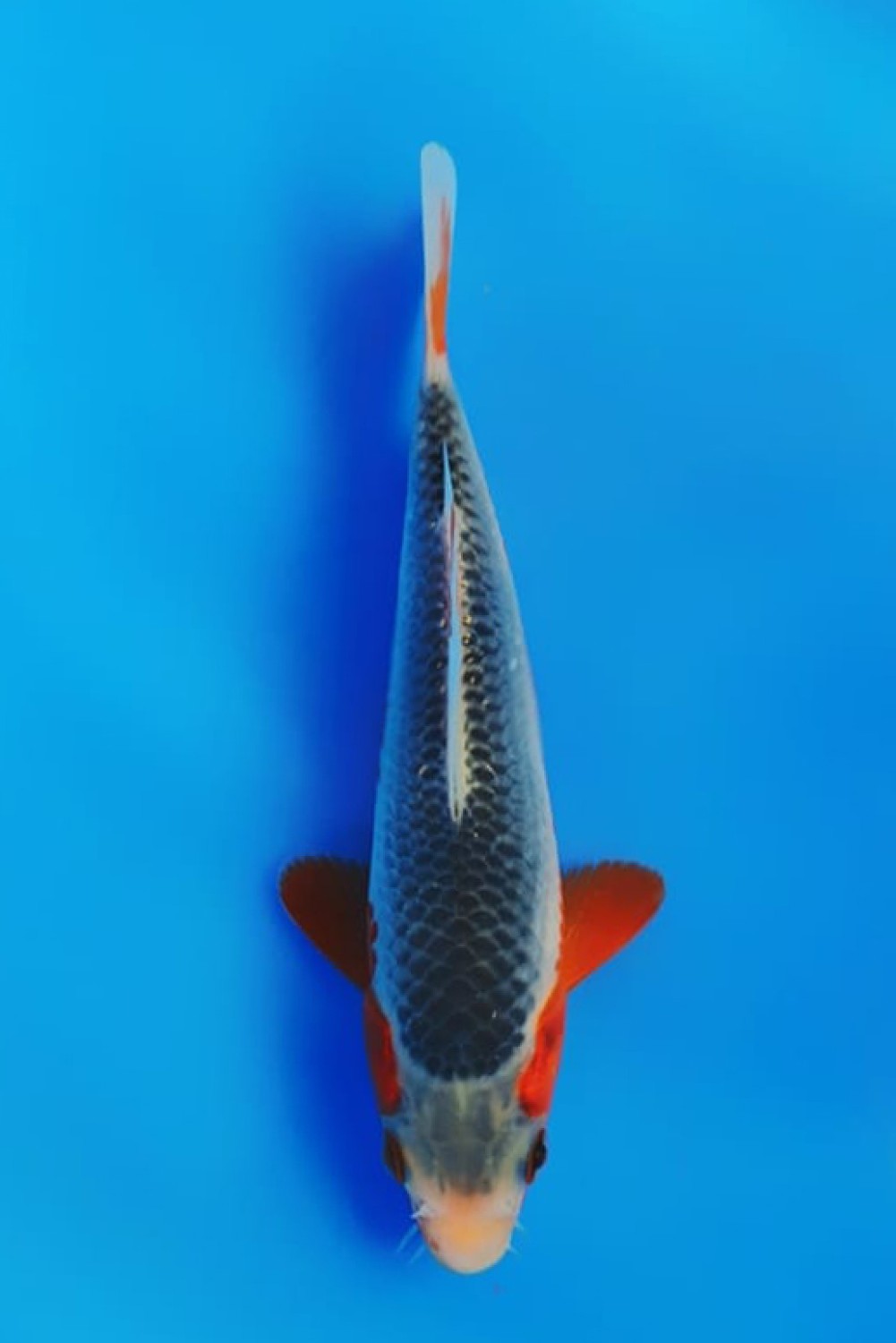 Juara 1