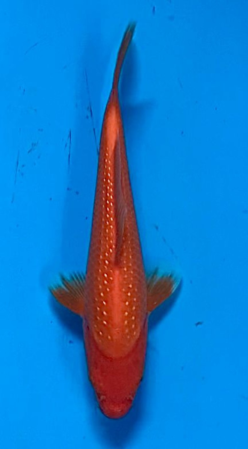 Juara 4