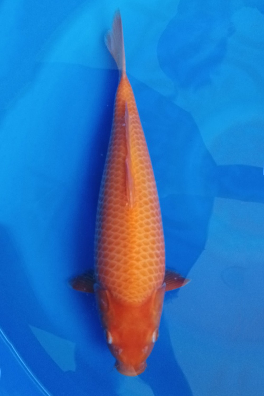 Juara 4