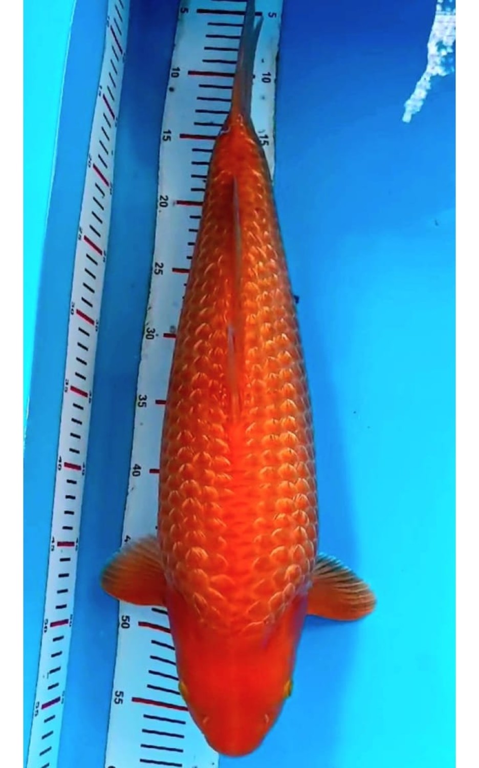Juara 1