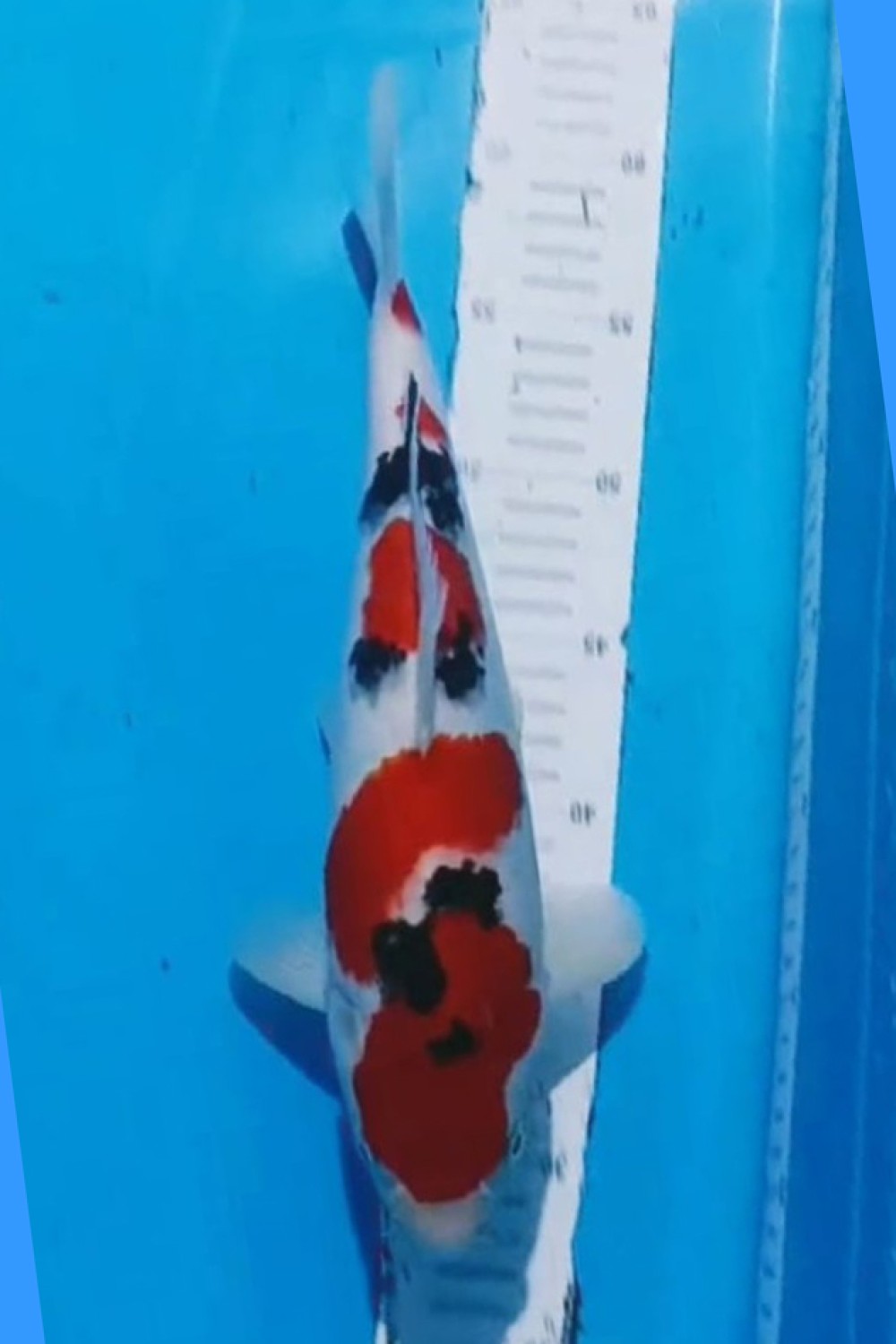 Juara 1