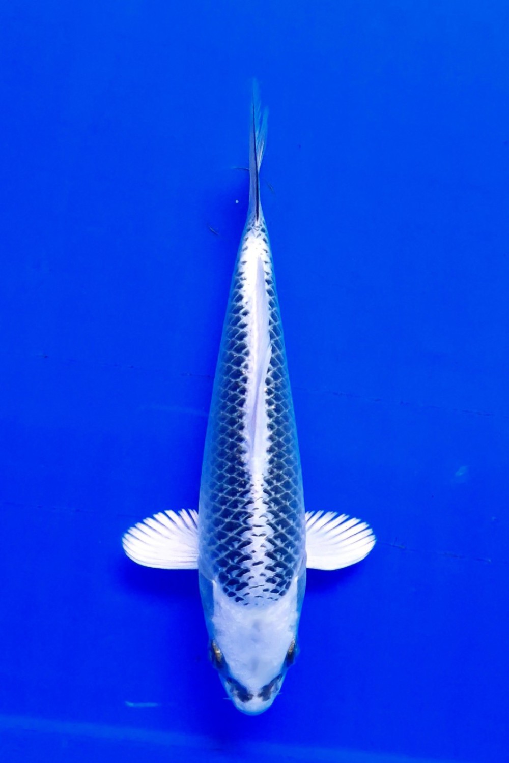 Juara 5