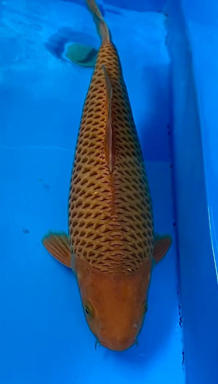 Juara 4