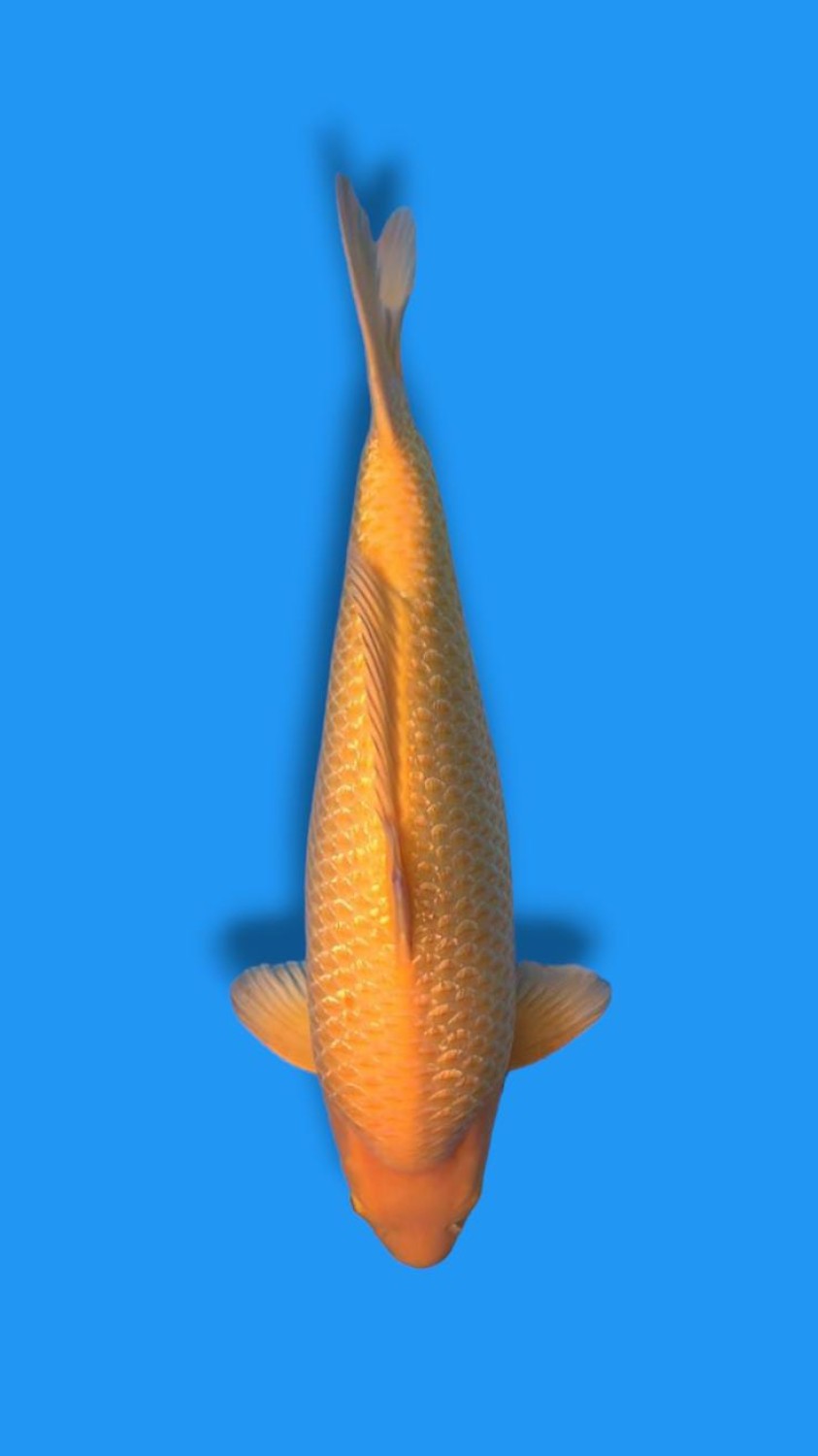 E. Kamboja Adult Champion