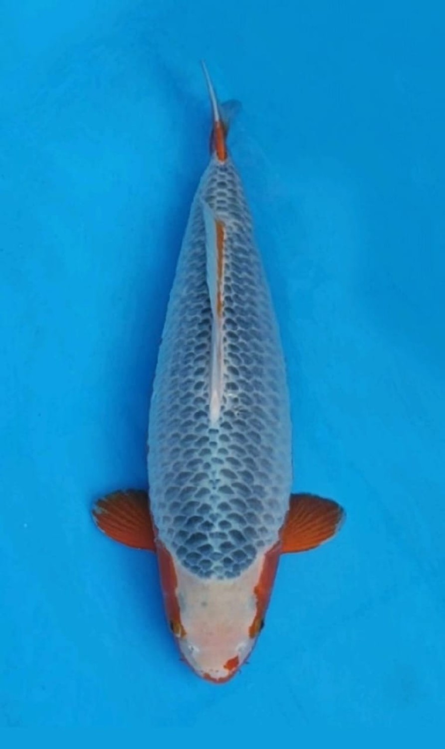 Juara 3