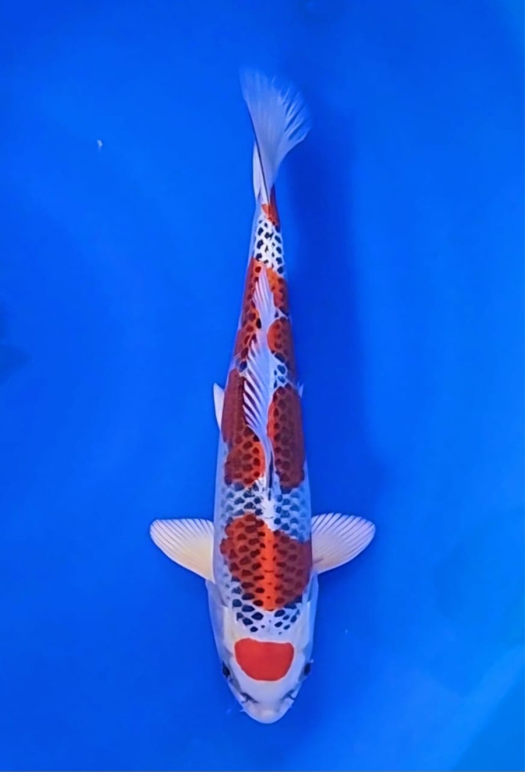 Juara 4
