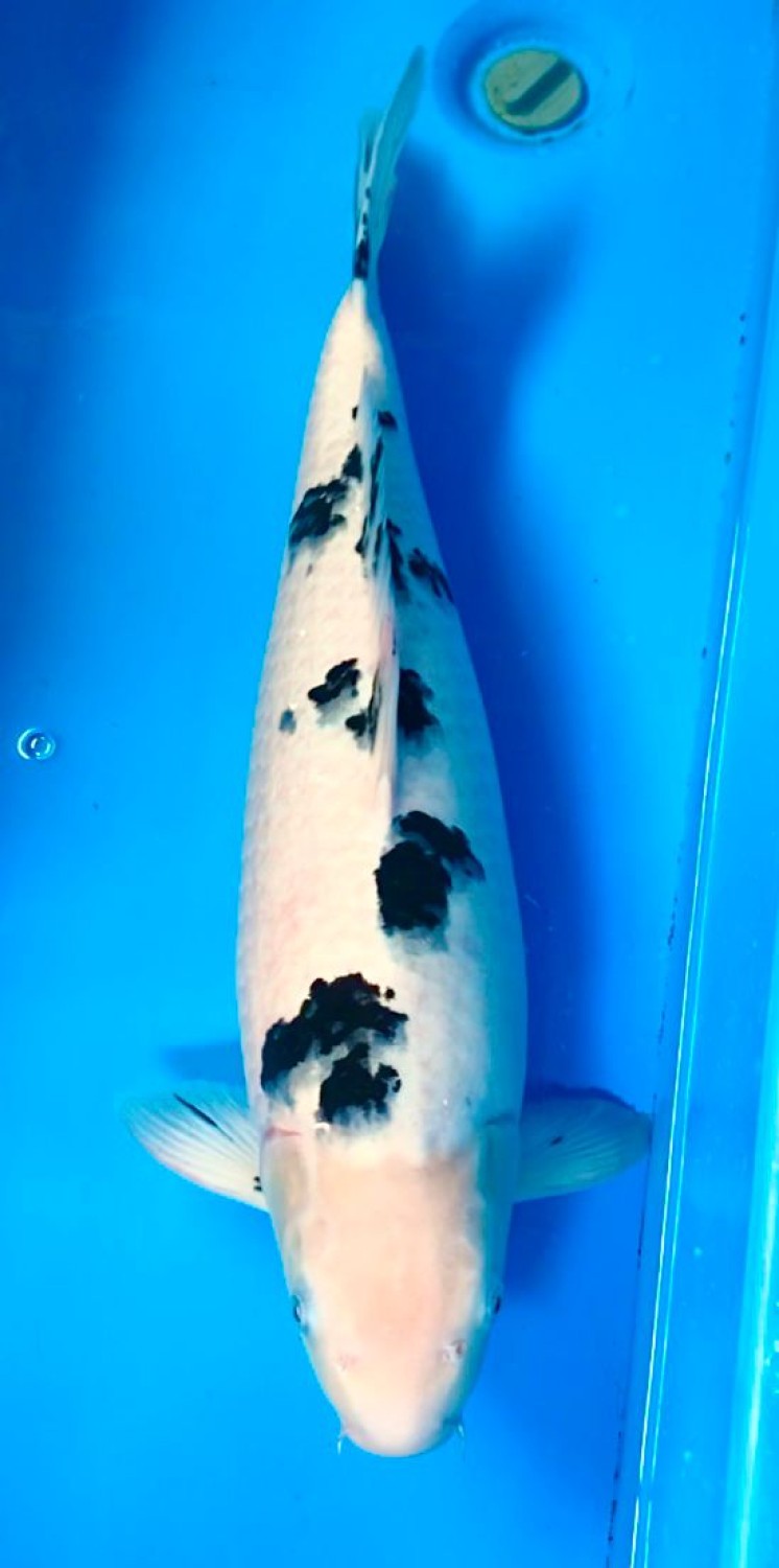 Juara 1