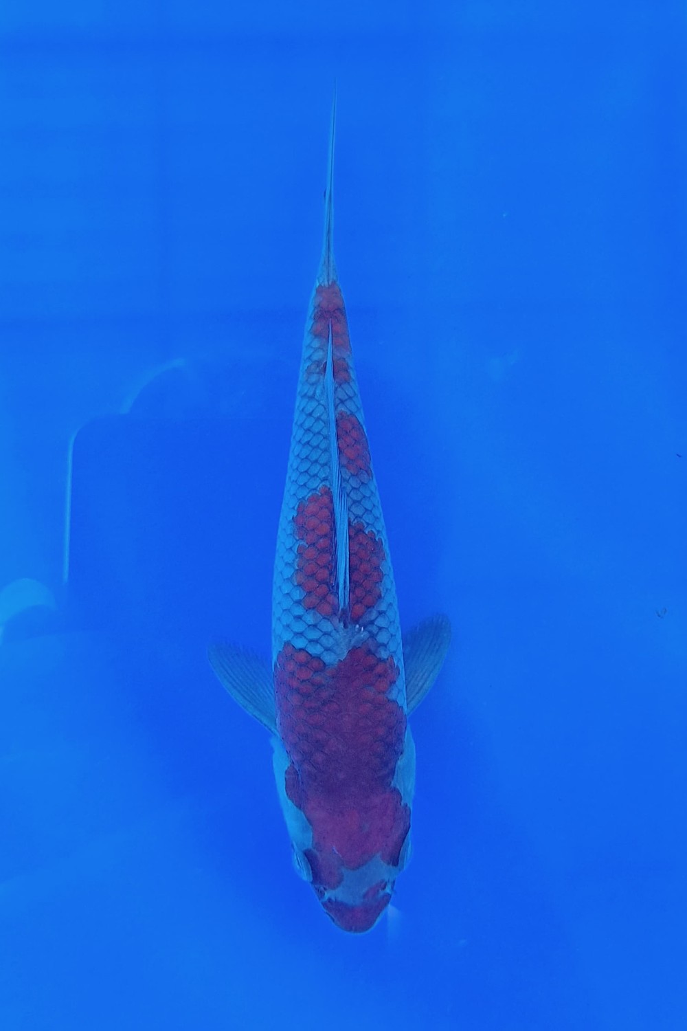 Juara 5
