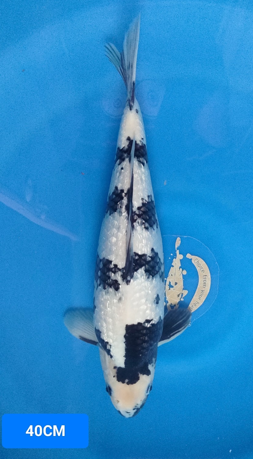 Juara 5