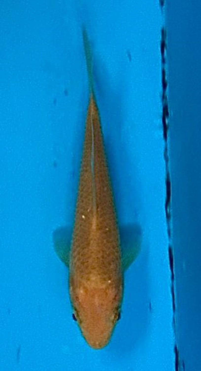 Juara 3