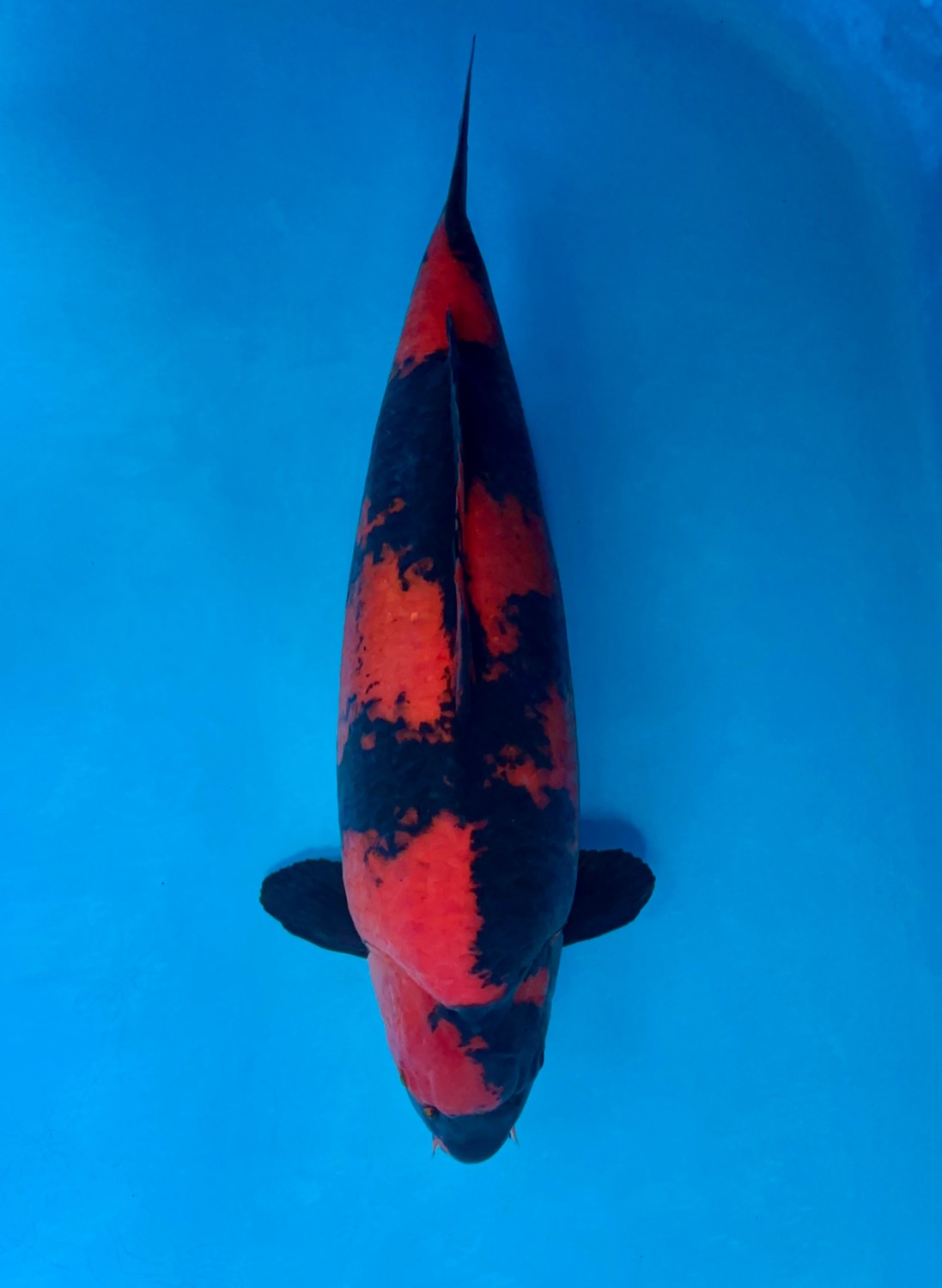 D. Cempaka Prize 61 - 65 cm