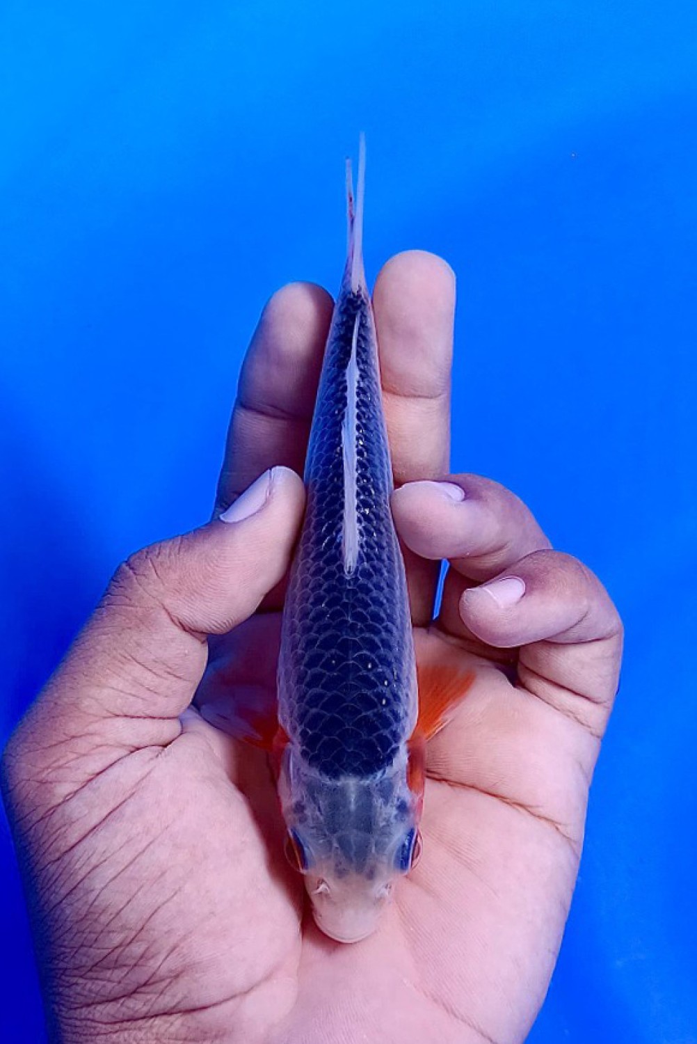 Juara 3