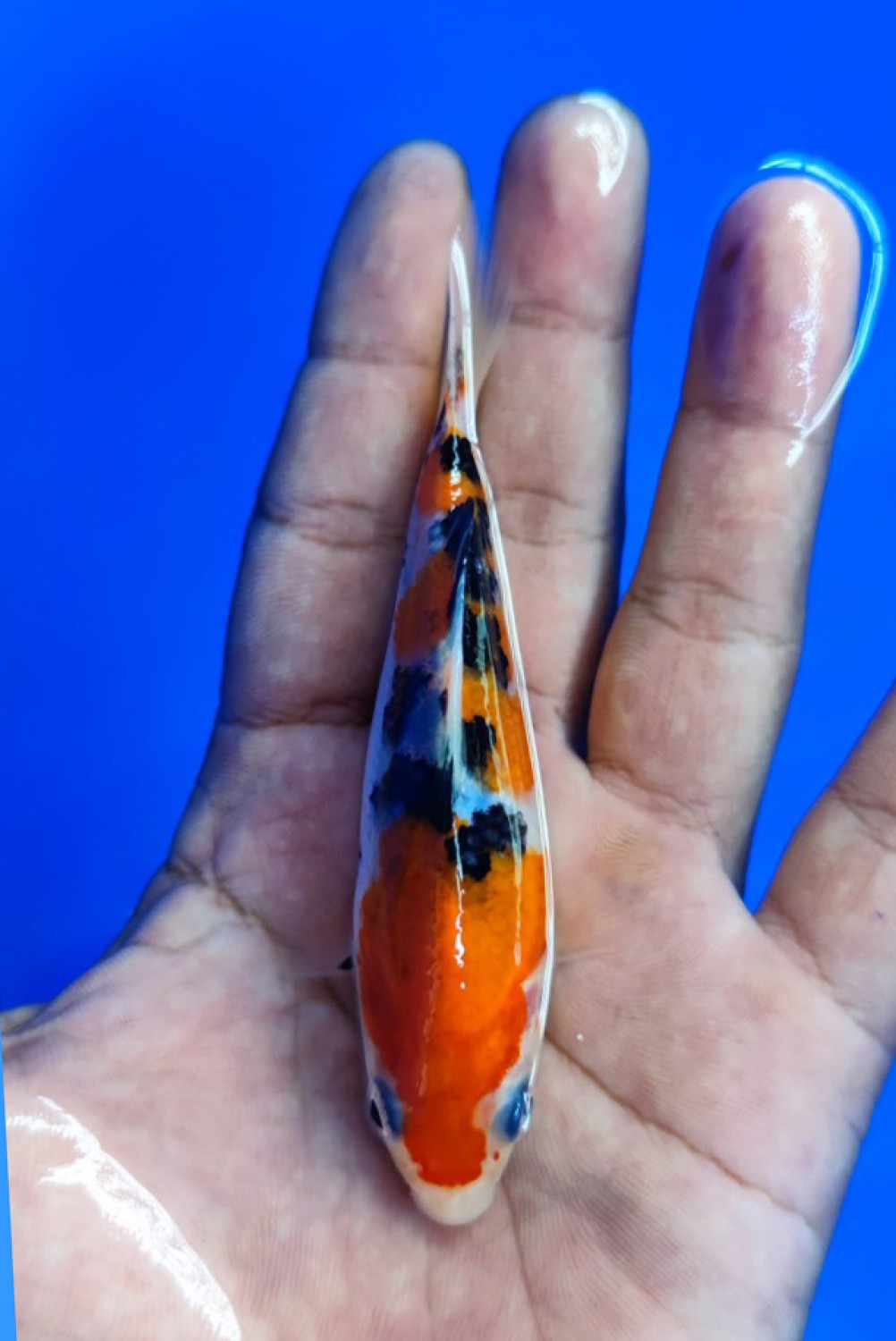 Juara 5