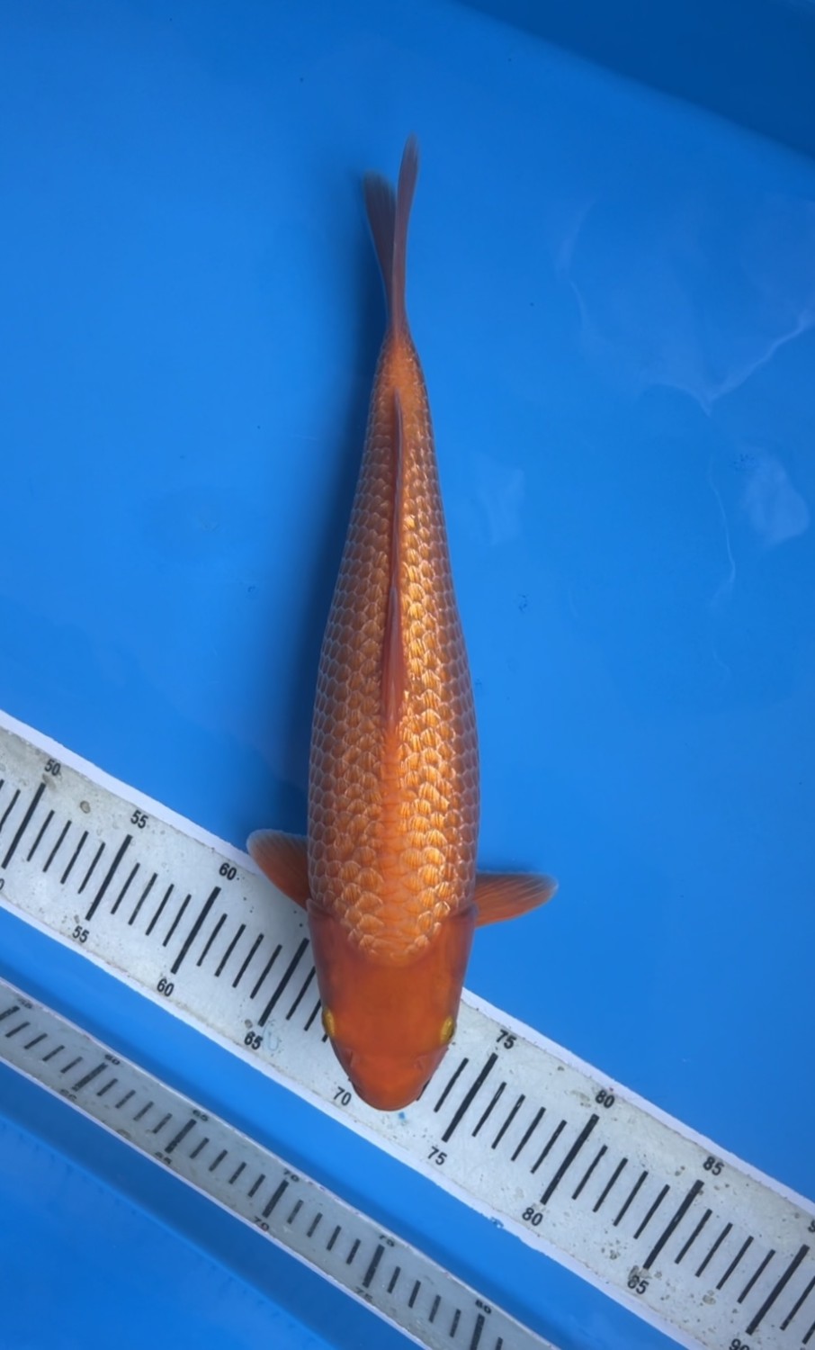 Juara 1