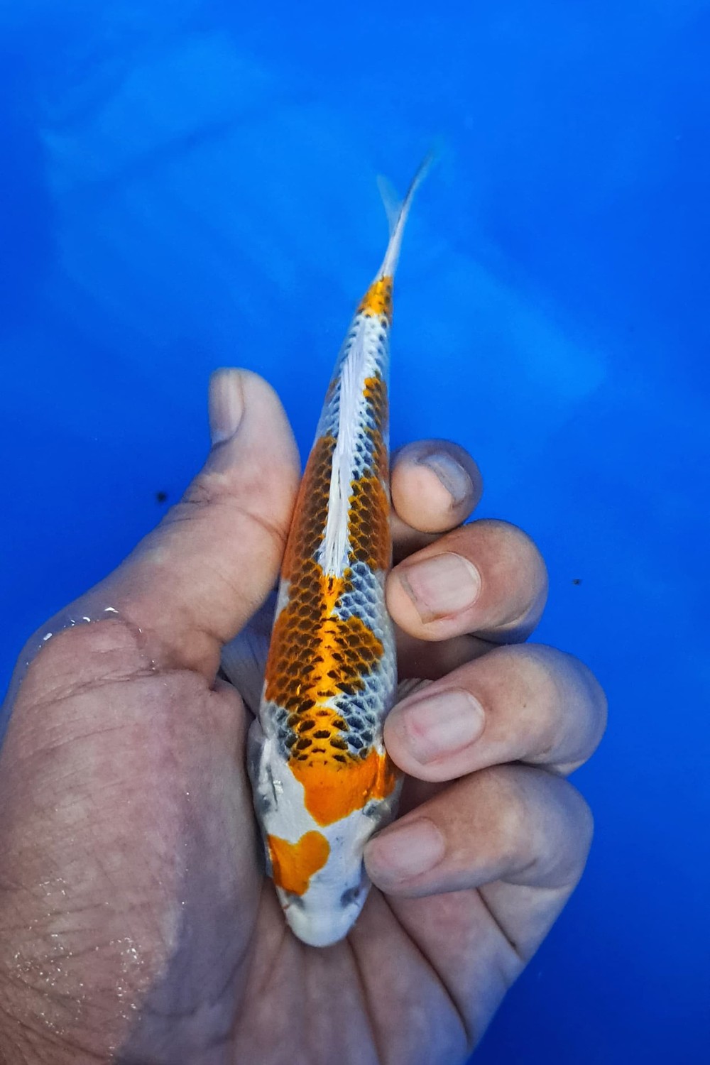 Juara 1