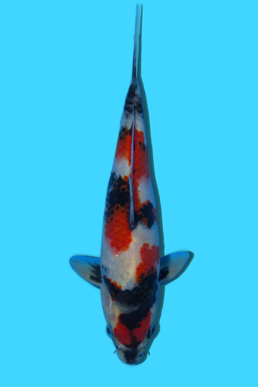 Juara 5