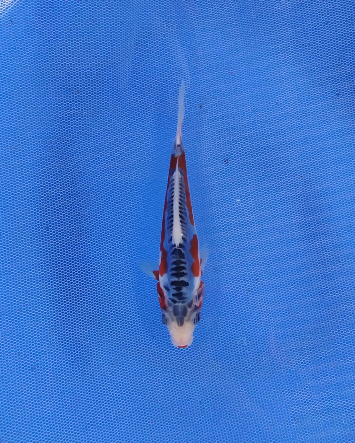 Juara 1