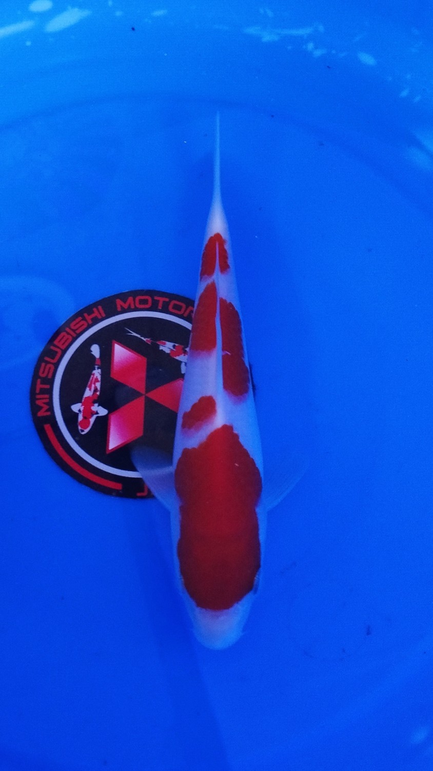 Juara 1