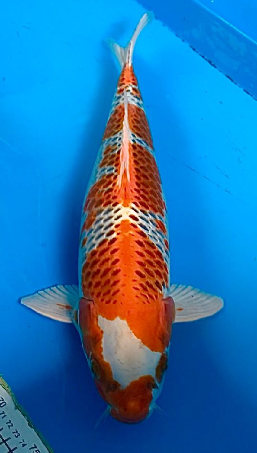Juara 2