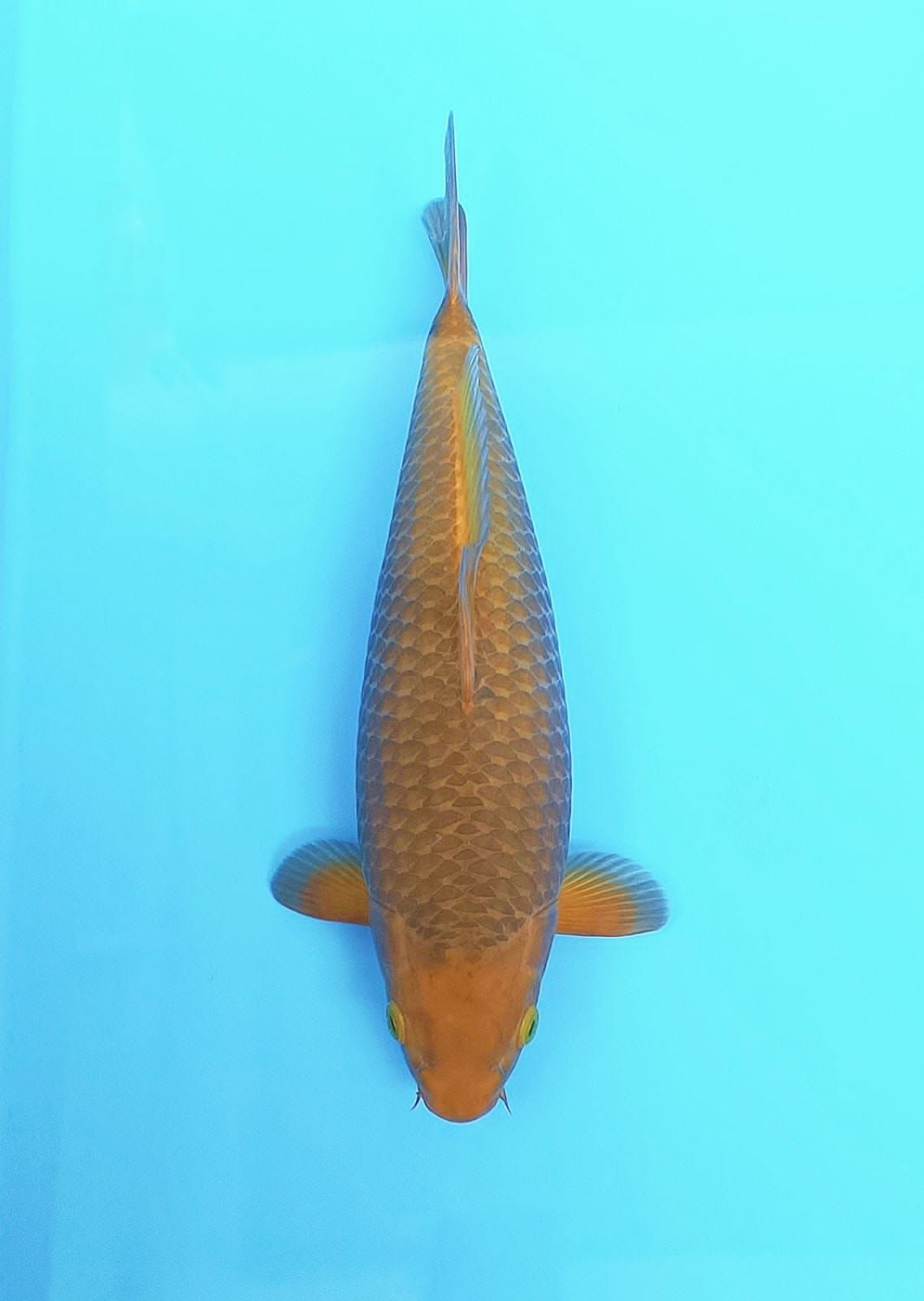 Juara 5