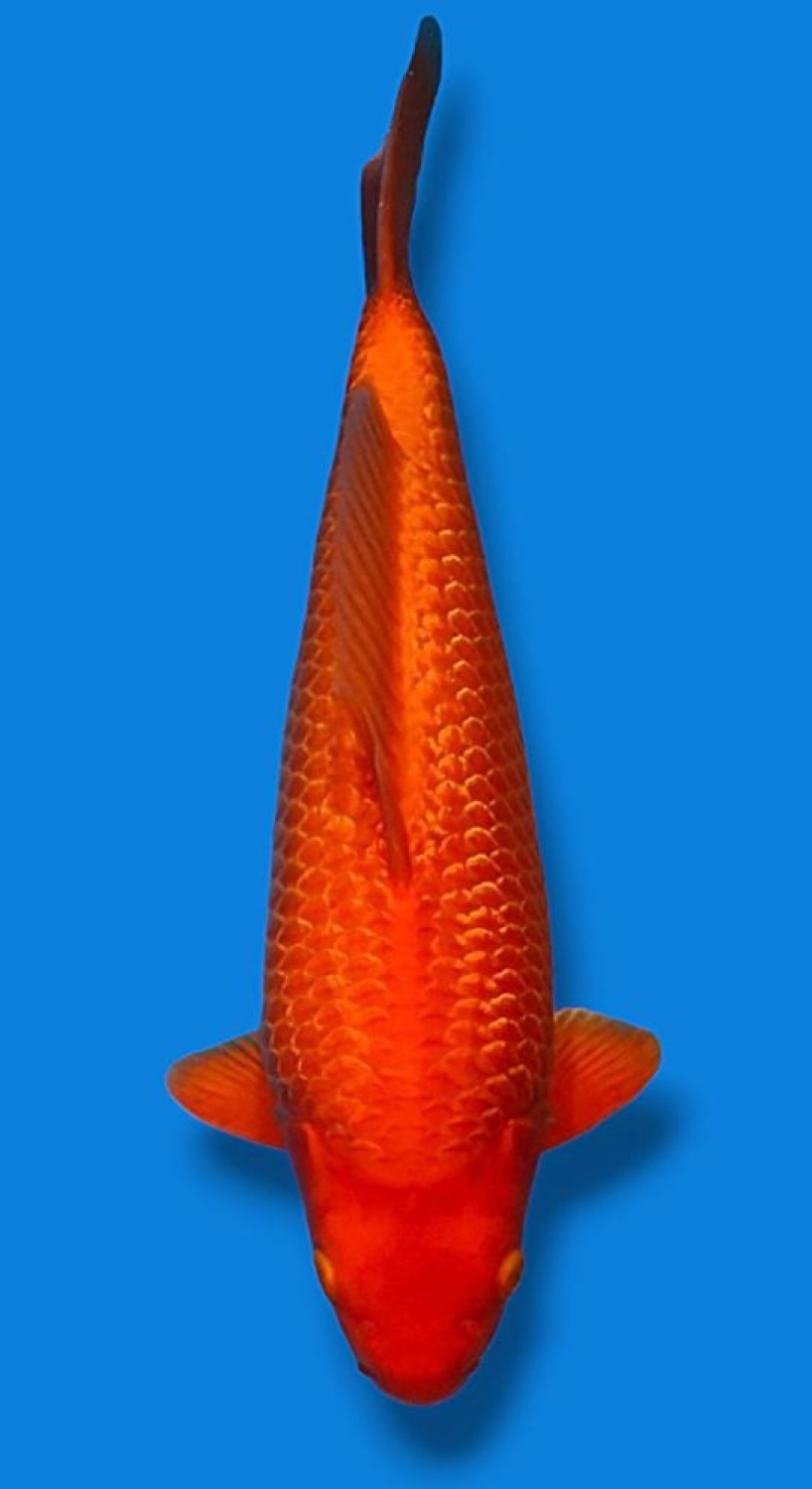 E. Kamboja Junior Champion