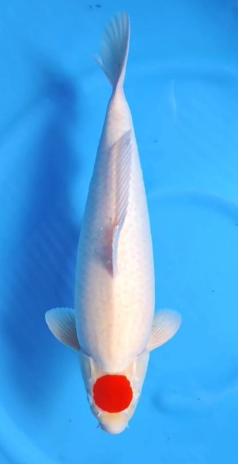 Juara 4