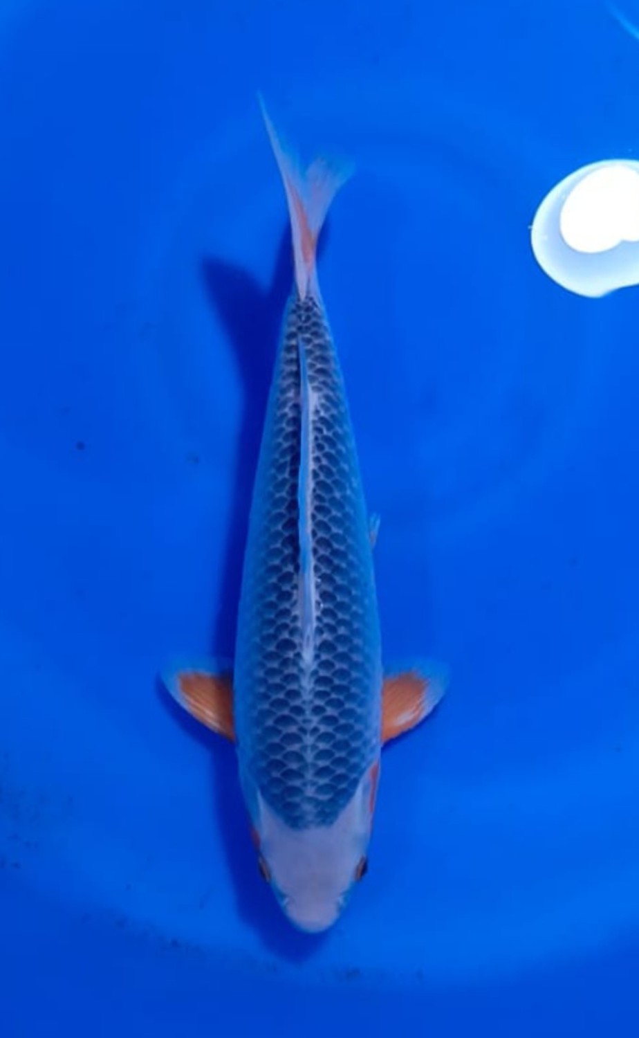 Juara 3