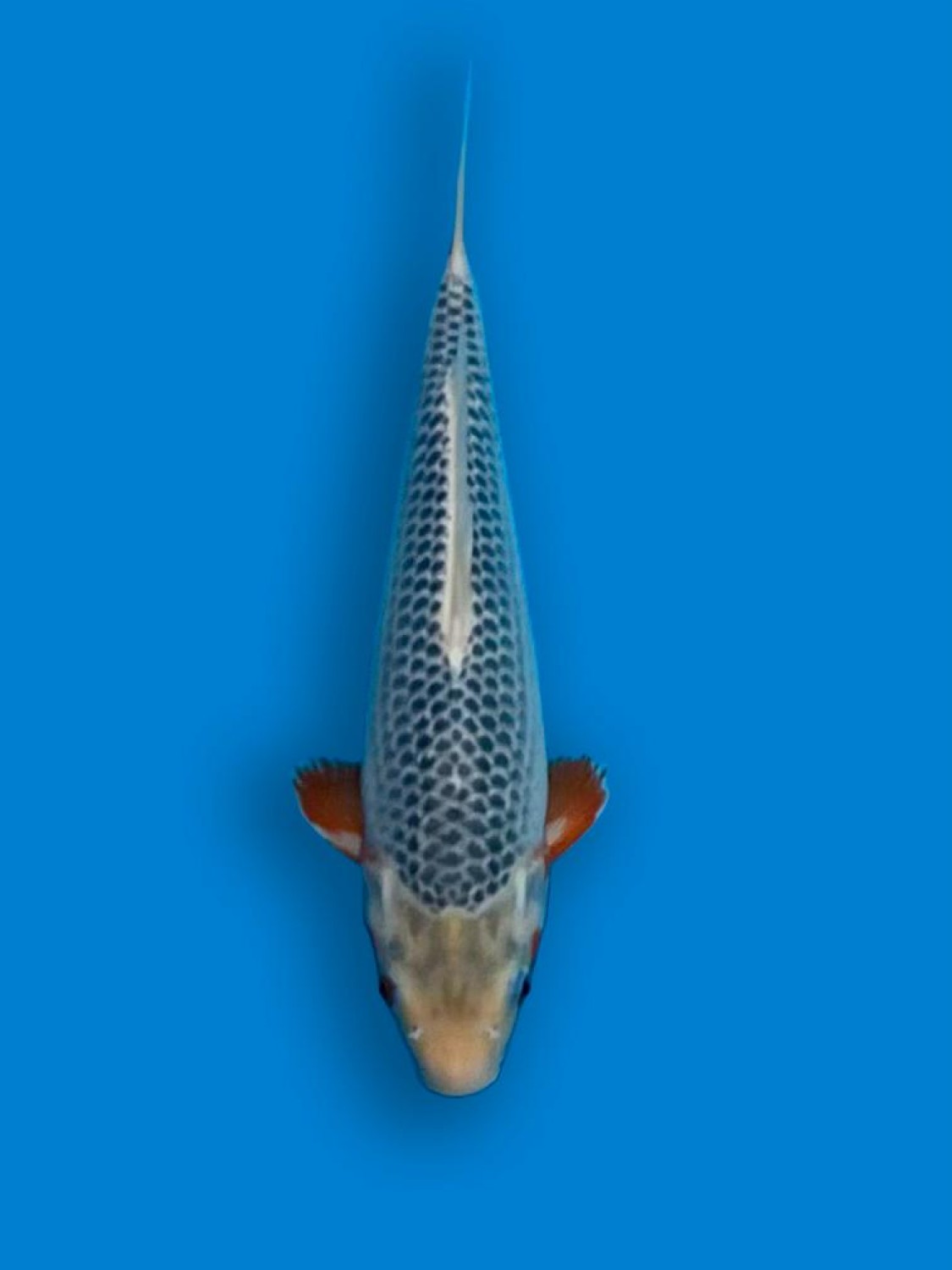 Juara 1