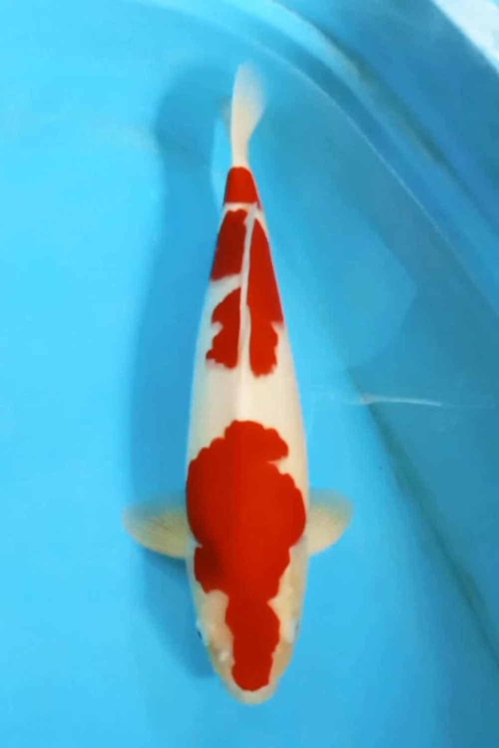 Juara 5