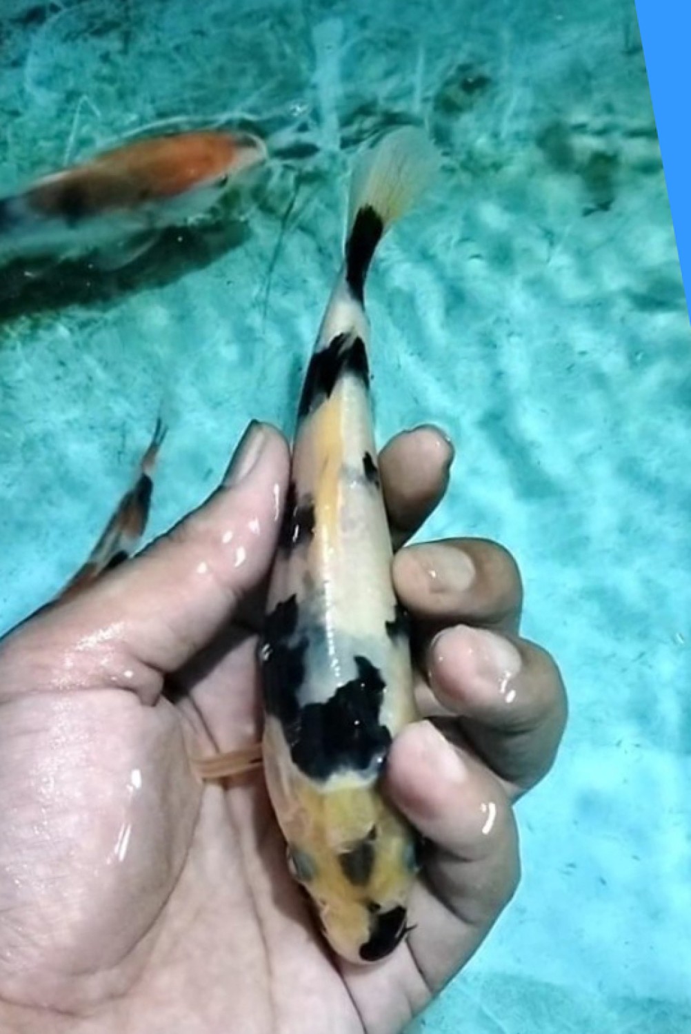 Juara 5