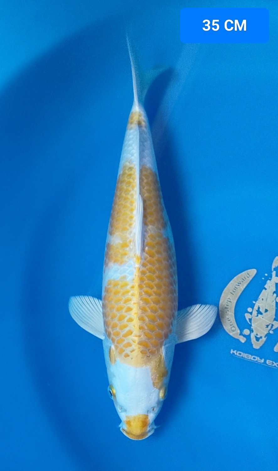 Juara 1