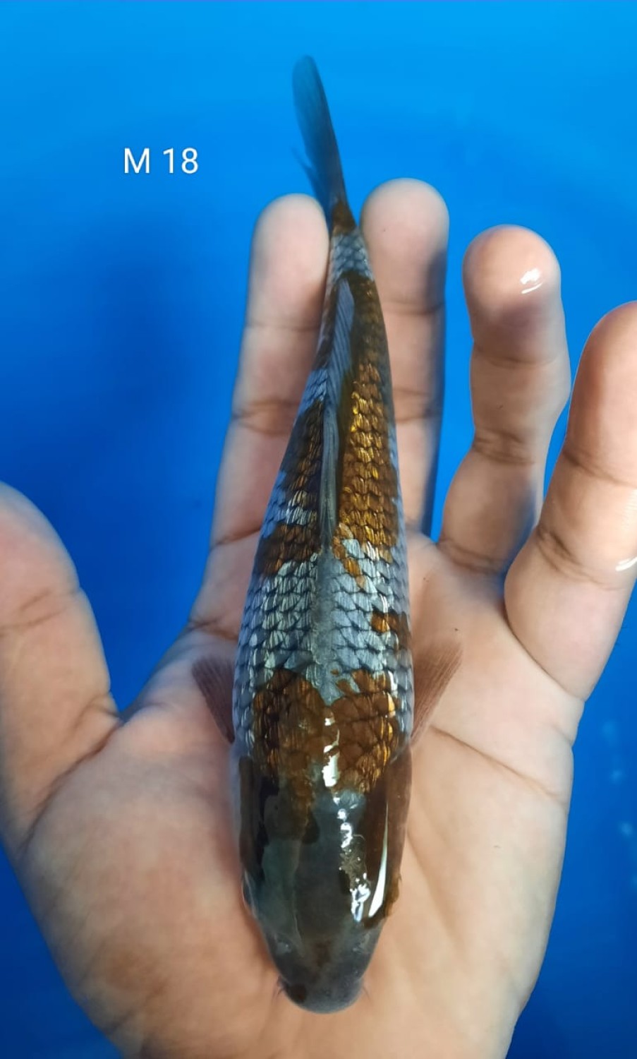 Juara 3