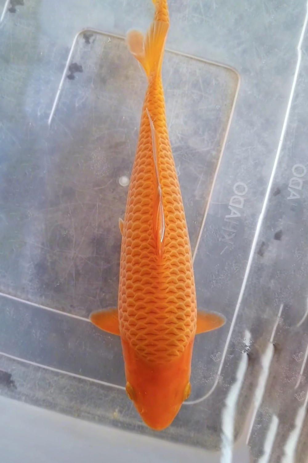Juara 2