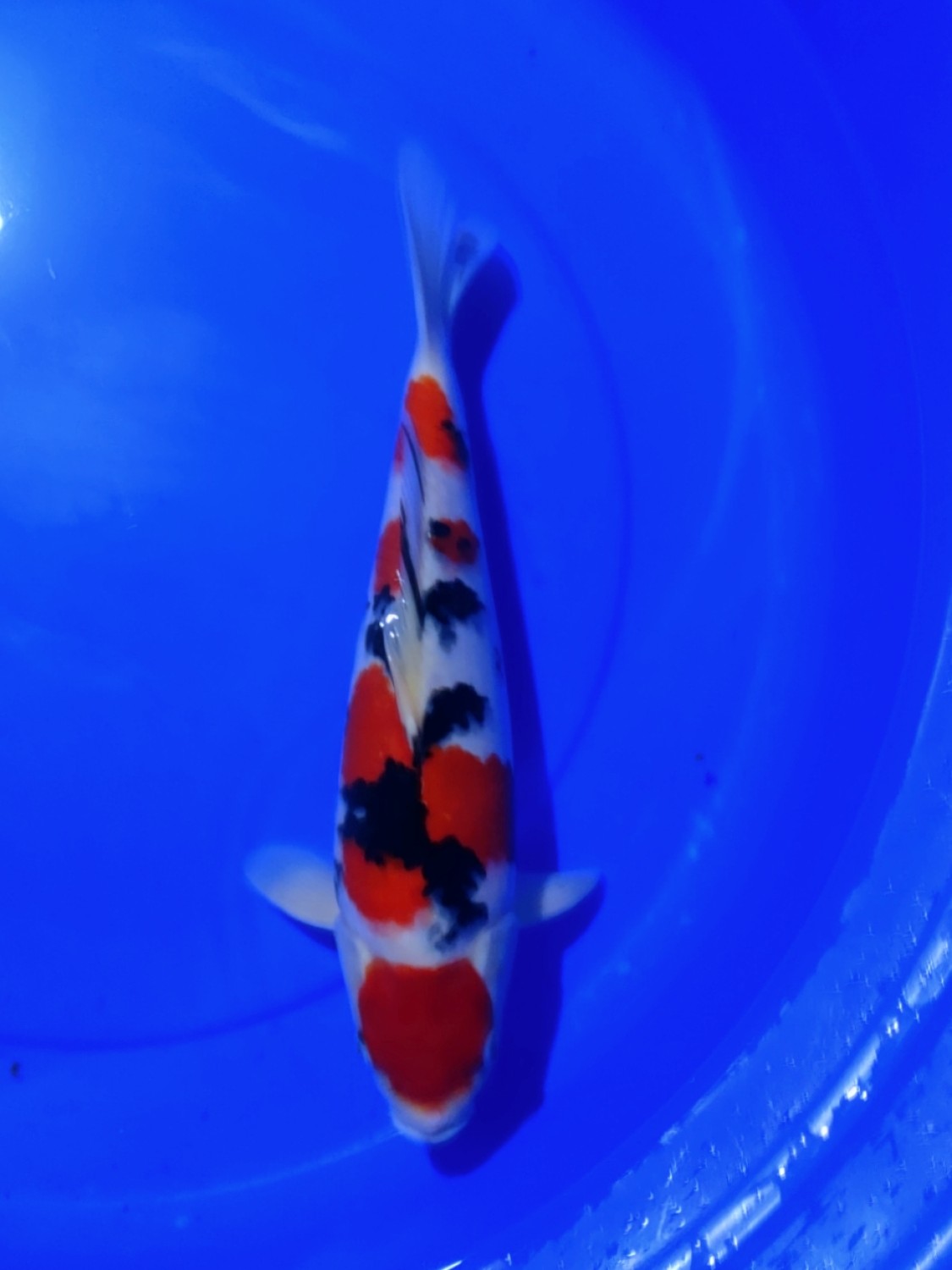 A. Junior Champion