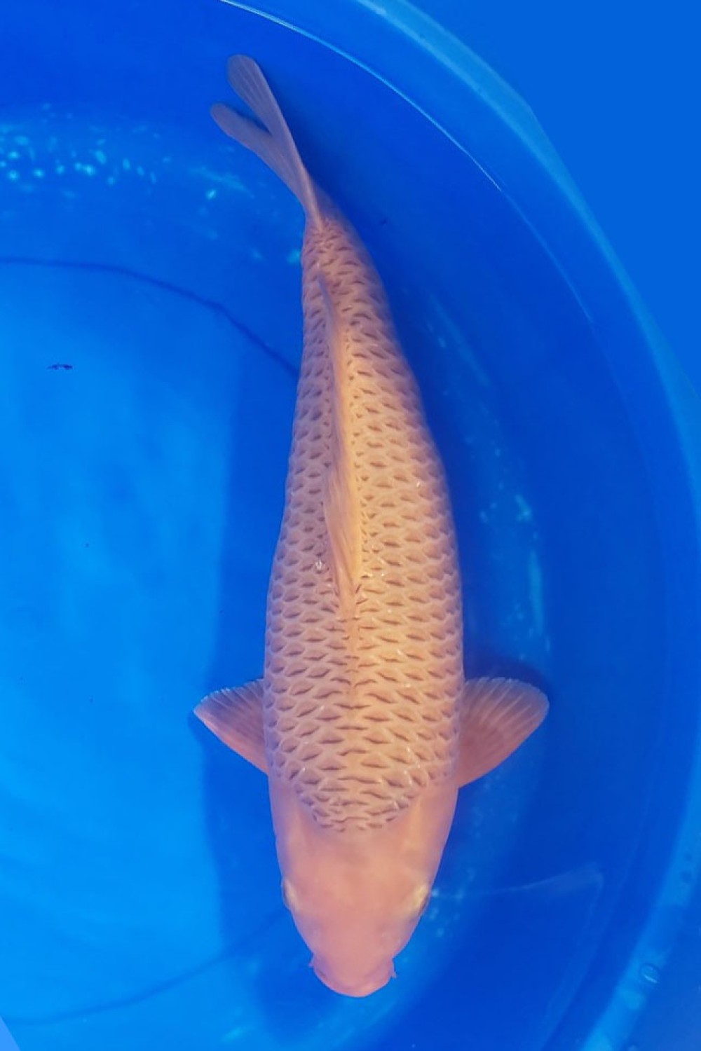 Juara 1