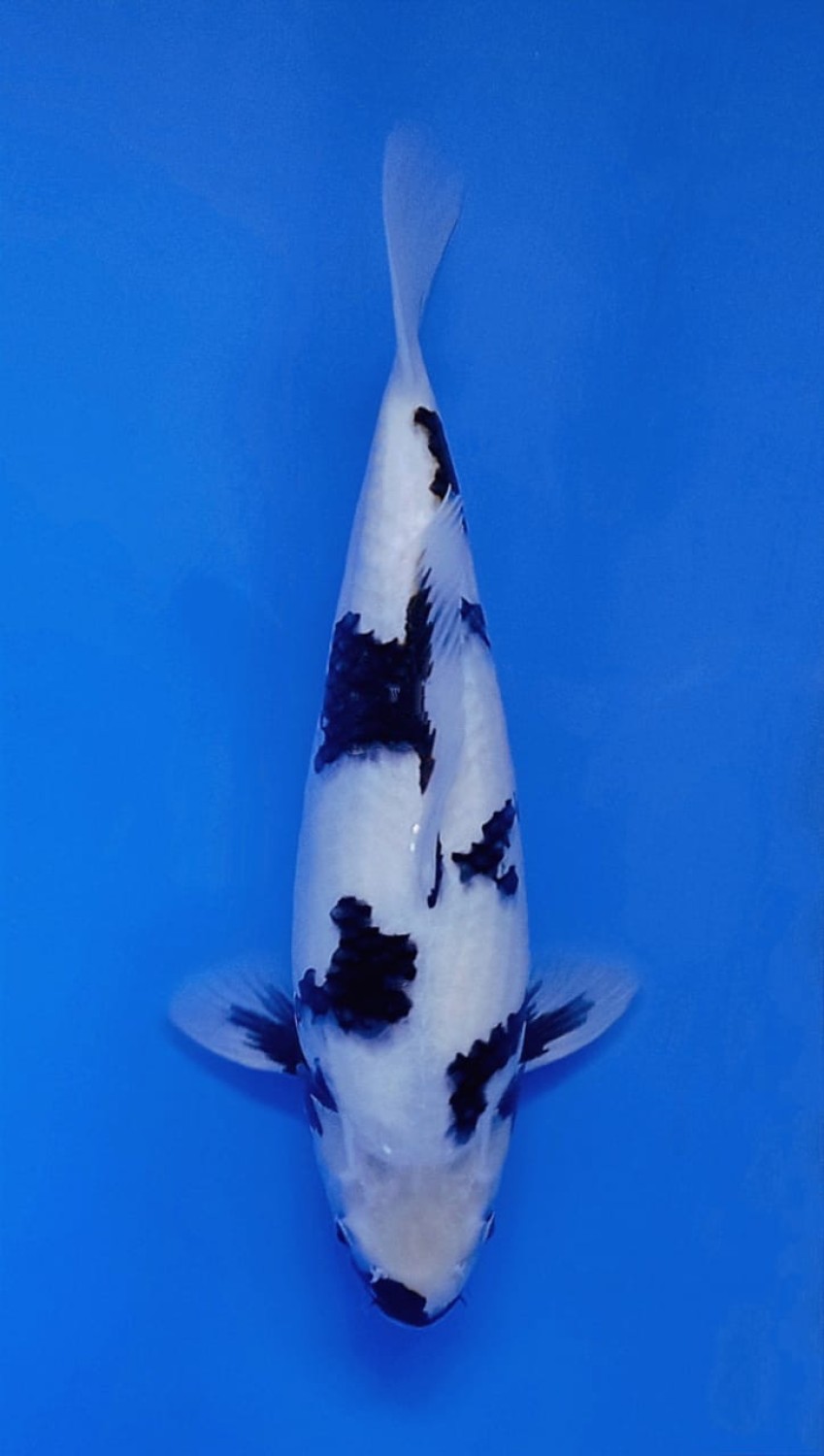 Juara 5