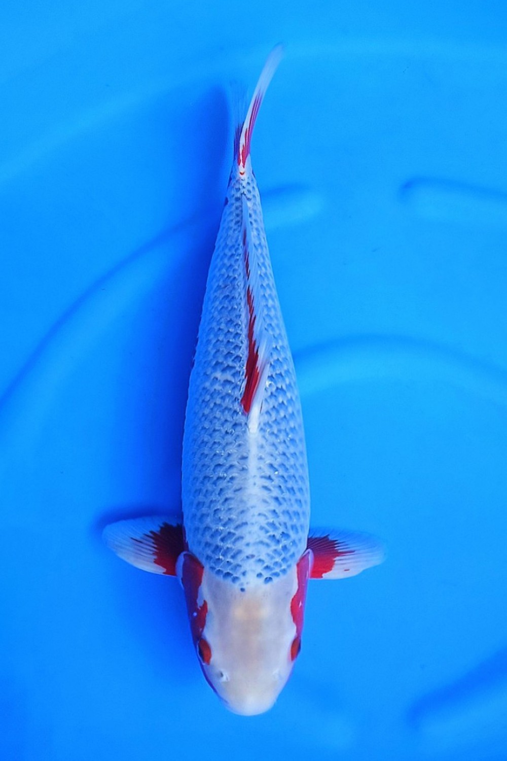 Juara 1