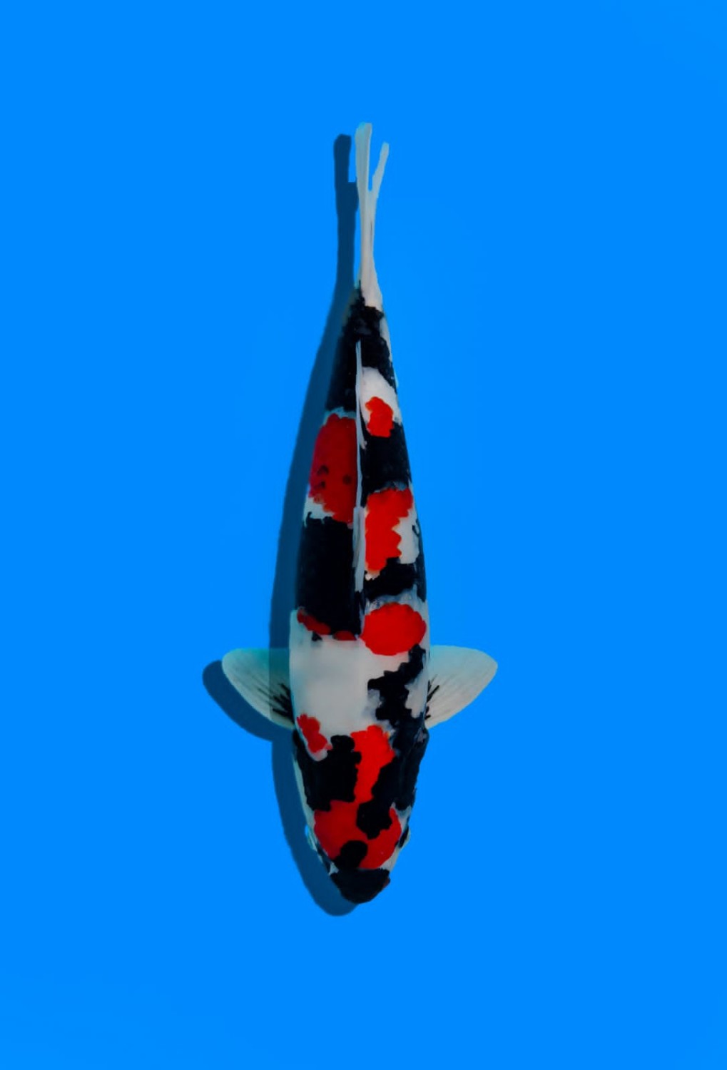 Juara 3