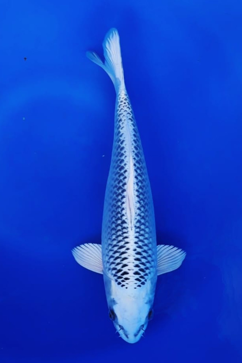 E. Kamboja Prize 26 - 30 cm