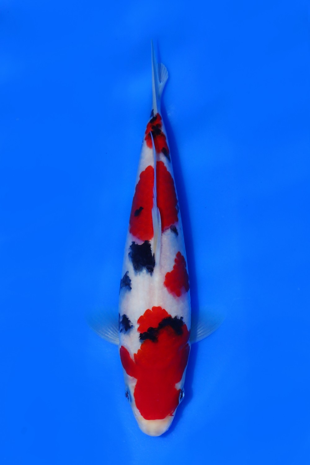 Juara 5