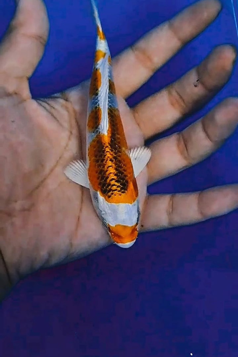 Juara 2
