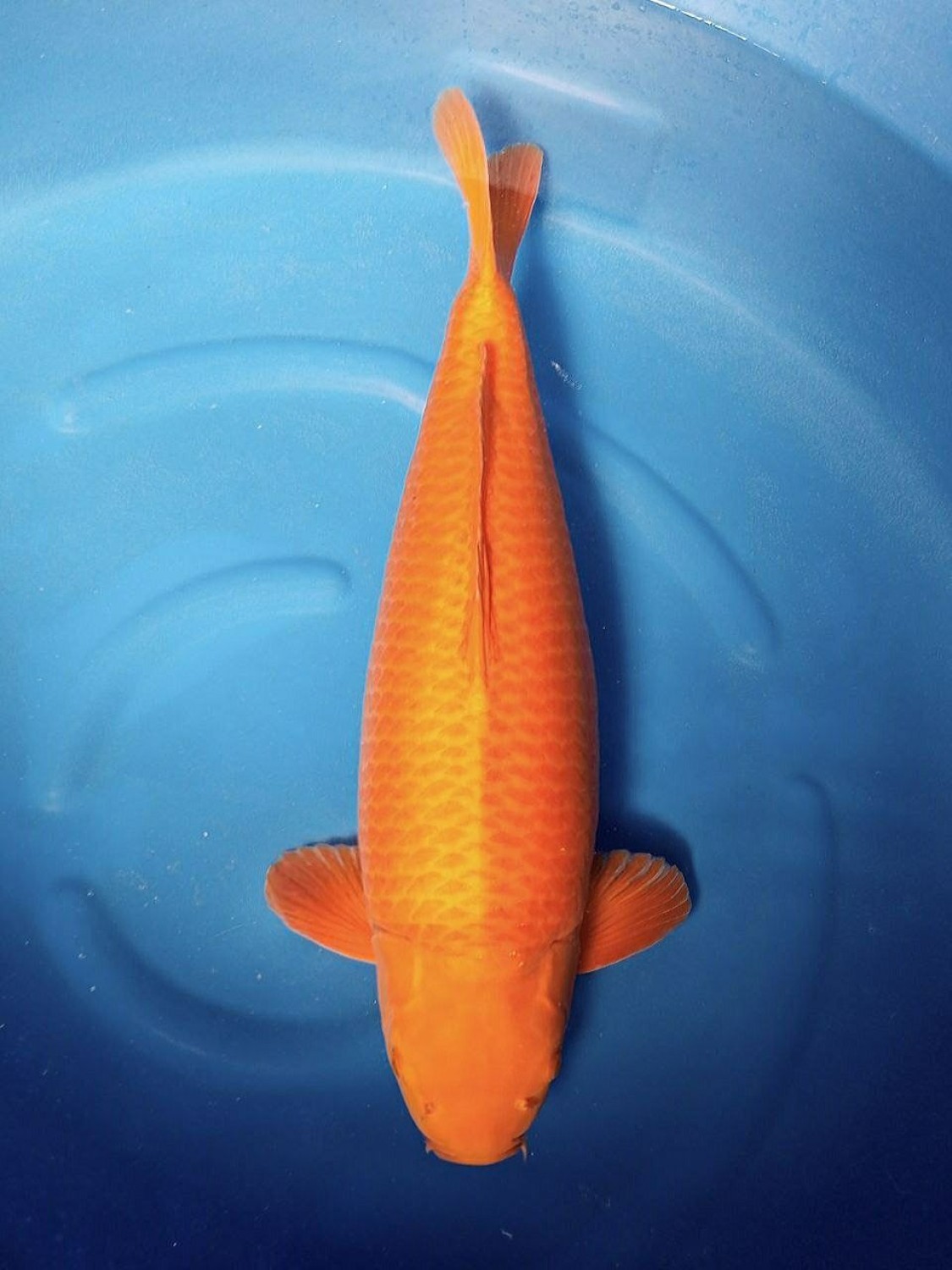 E. Kamboja Prize 61 - 65 cm