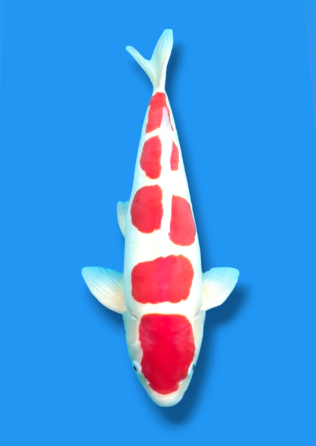 Juara 1