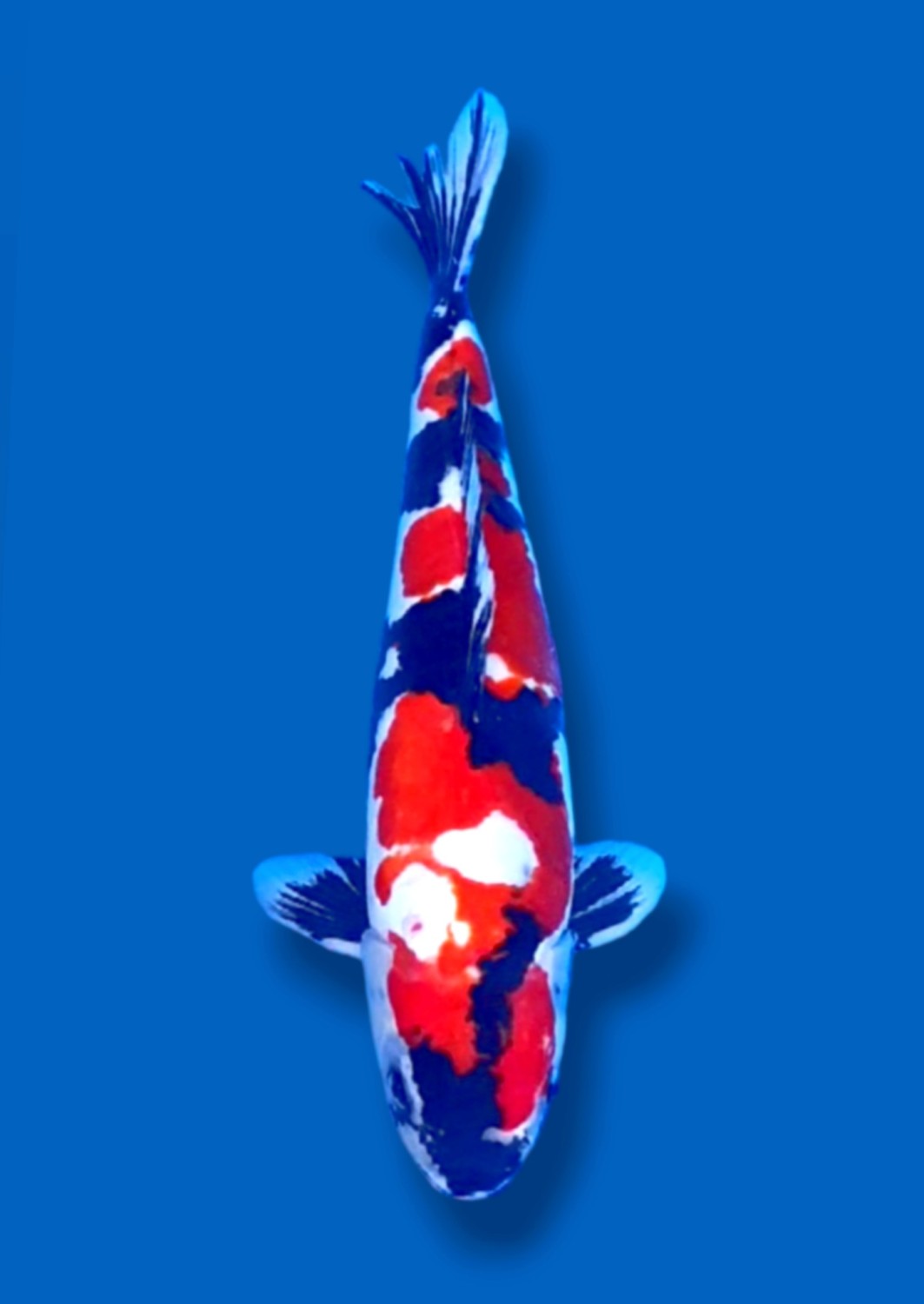 Juara 2