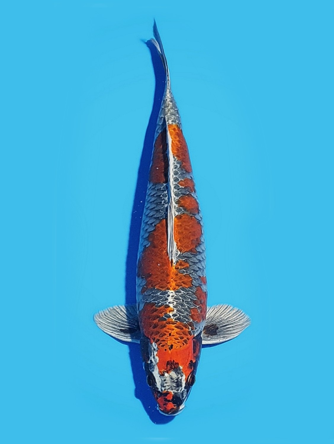 Juara 2