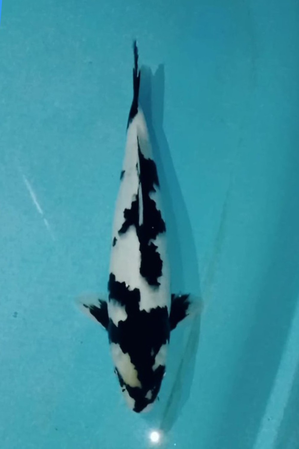 Juara 4