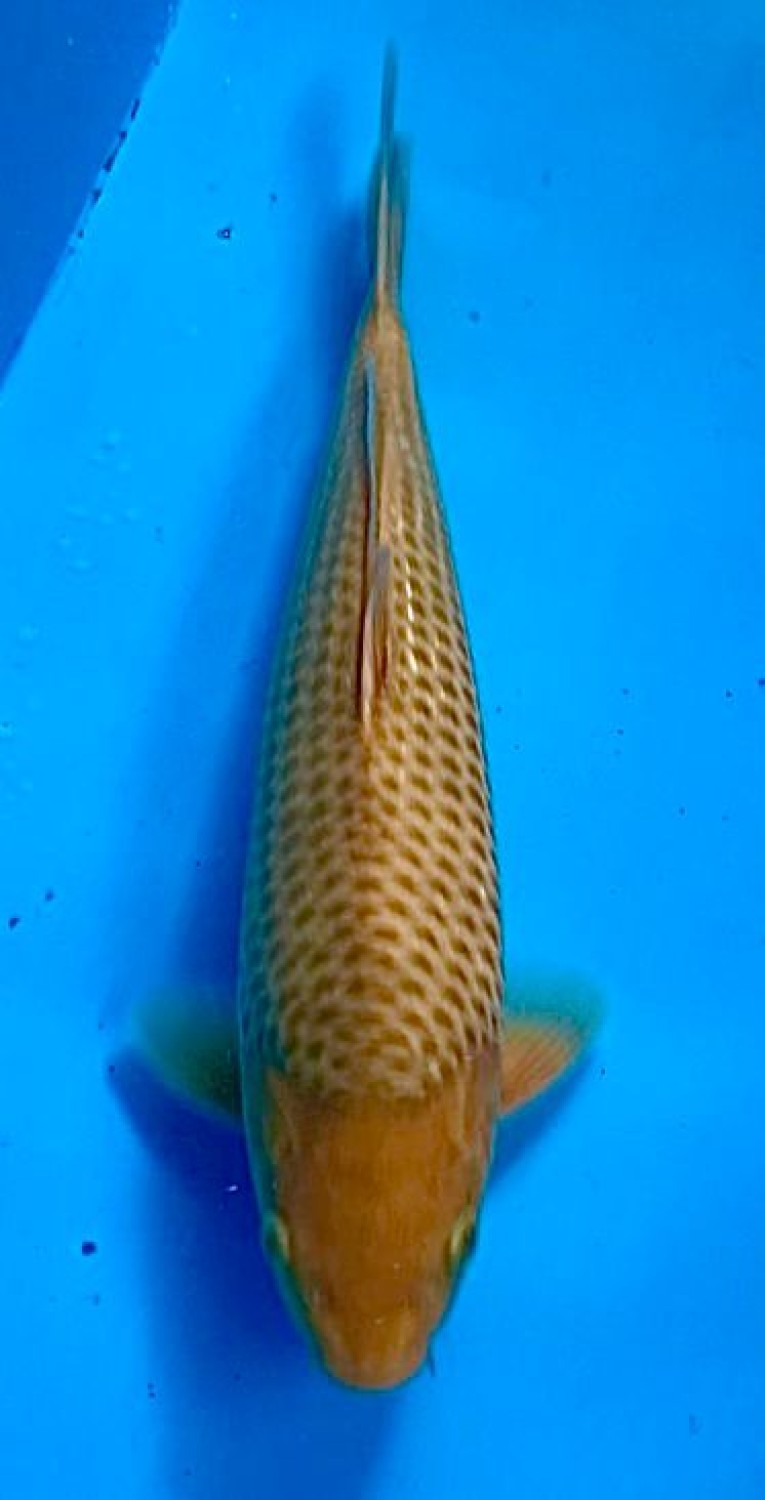 Juara 2